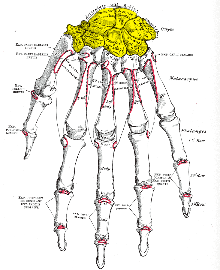 The bones of the left hand, dorsal surface. Gray’s Anatomy